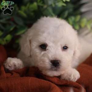 Tiny-Rudolph, Bichon Frise Puppy